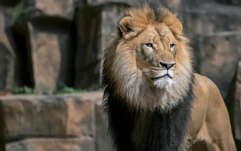 Lorem ipsum dolor sit amet