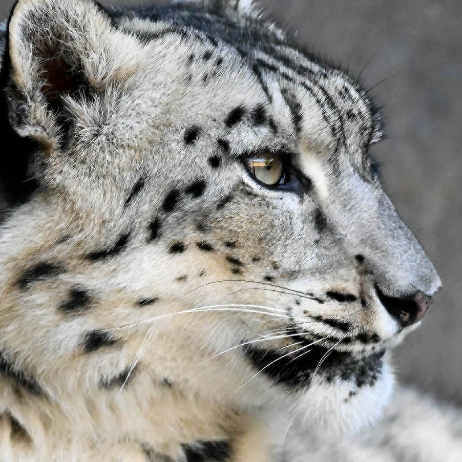 Snow Leopard
