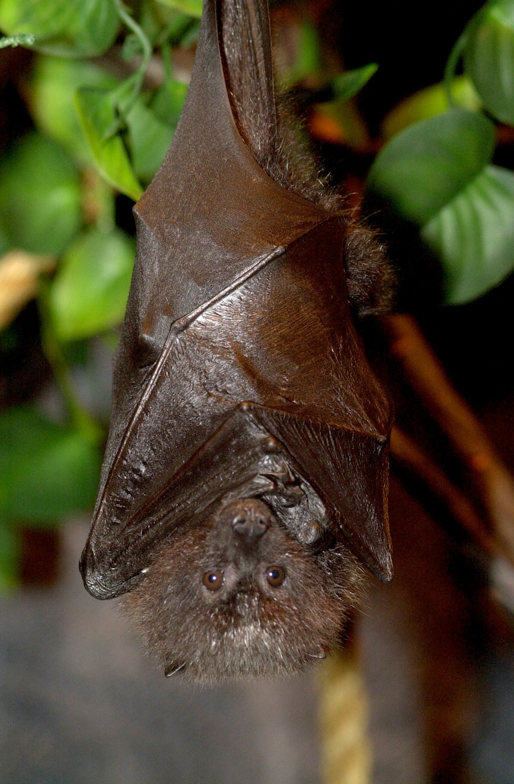 A Rodrigues fruit bat hanging upside down from a branch, showing its golden-brown fur, dark wings wrapped around its body, and large dark eyes.