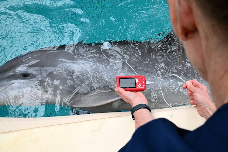 A dolphin has her heart electrical activity recorded by a veterinarian