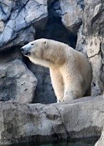 A polar bear stands in front of a rocky cave, looking out over the habitat. 