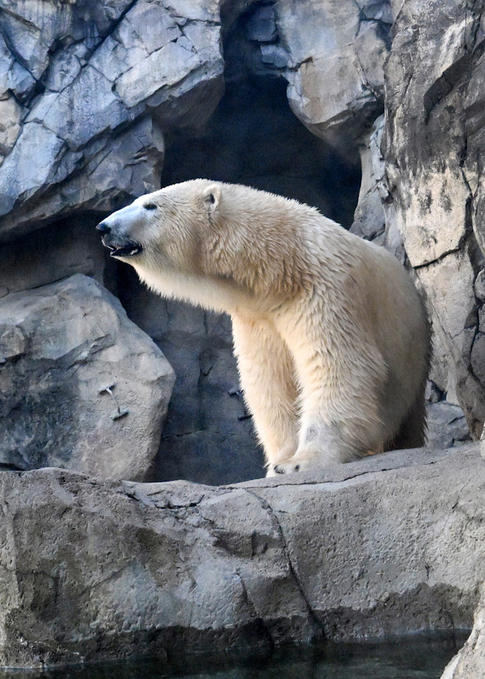 A polar bear stands in front of a rocky cave, looking out over the habitat.