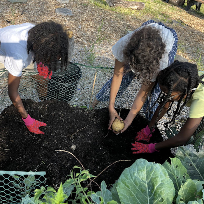 An overhead photograph of three children harvesting vegetables in a community garden.