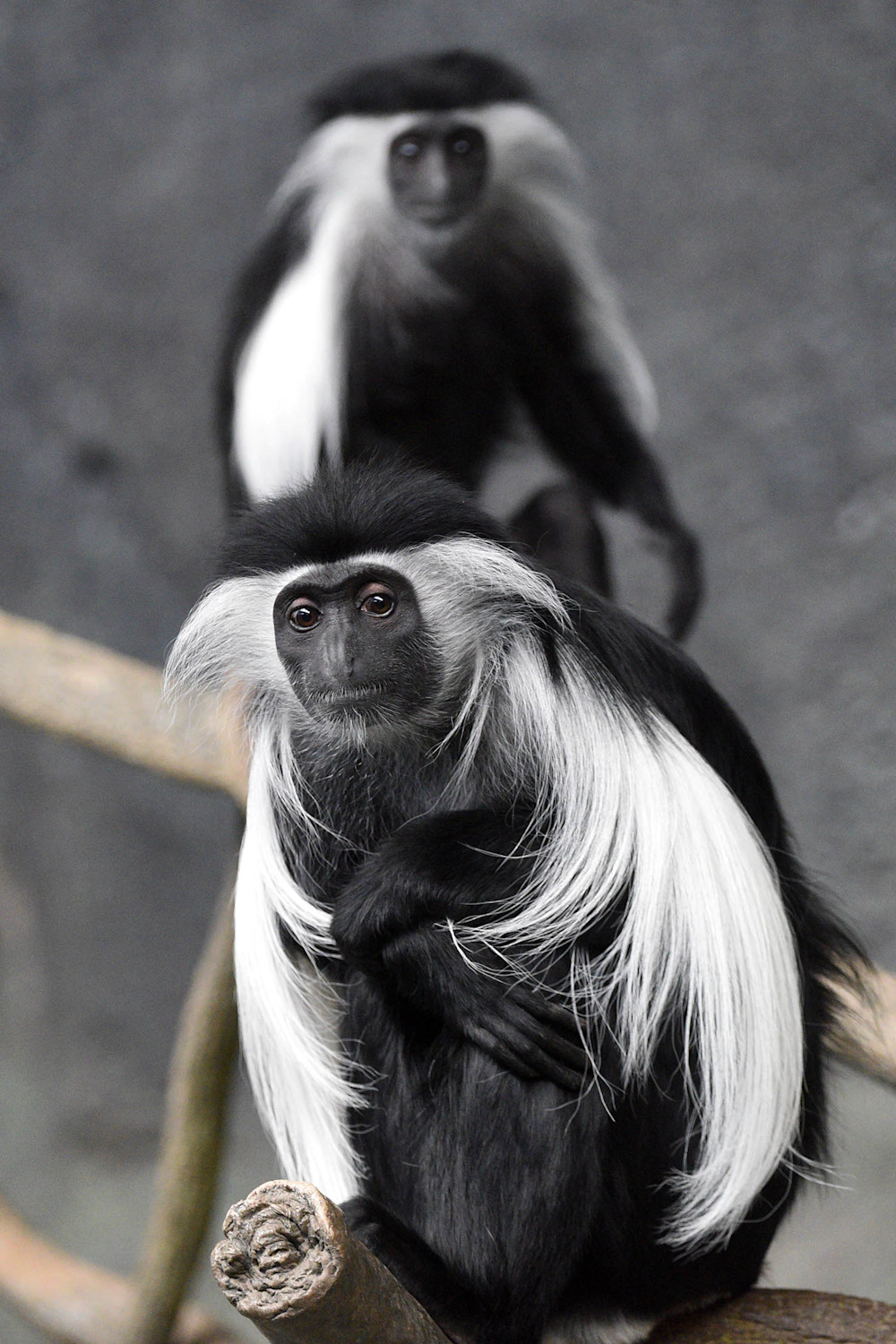 An Angolan colobus sits on a branch, its long, fringed, white fur framing its body.