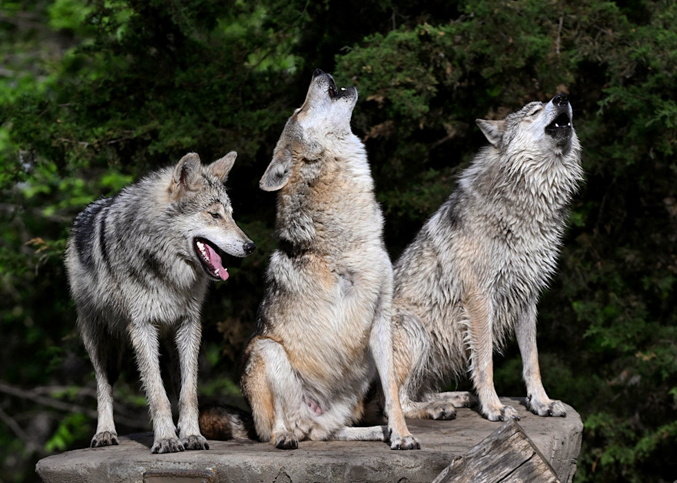 A photograph of three Mexican wolves at Brookfield Zoo Chicago