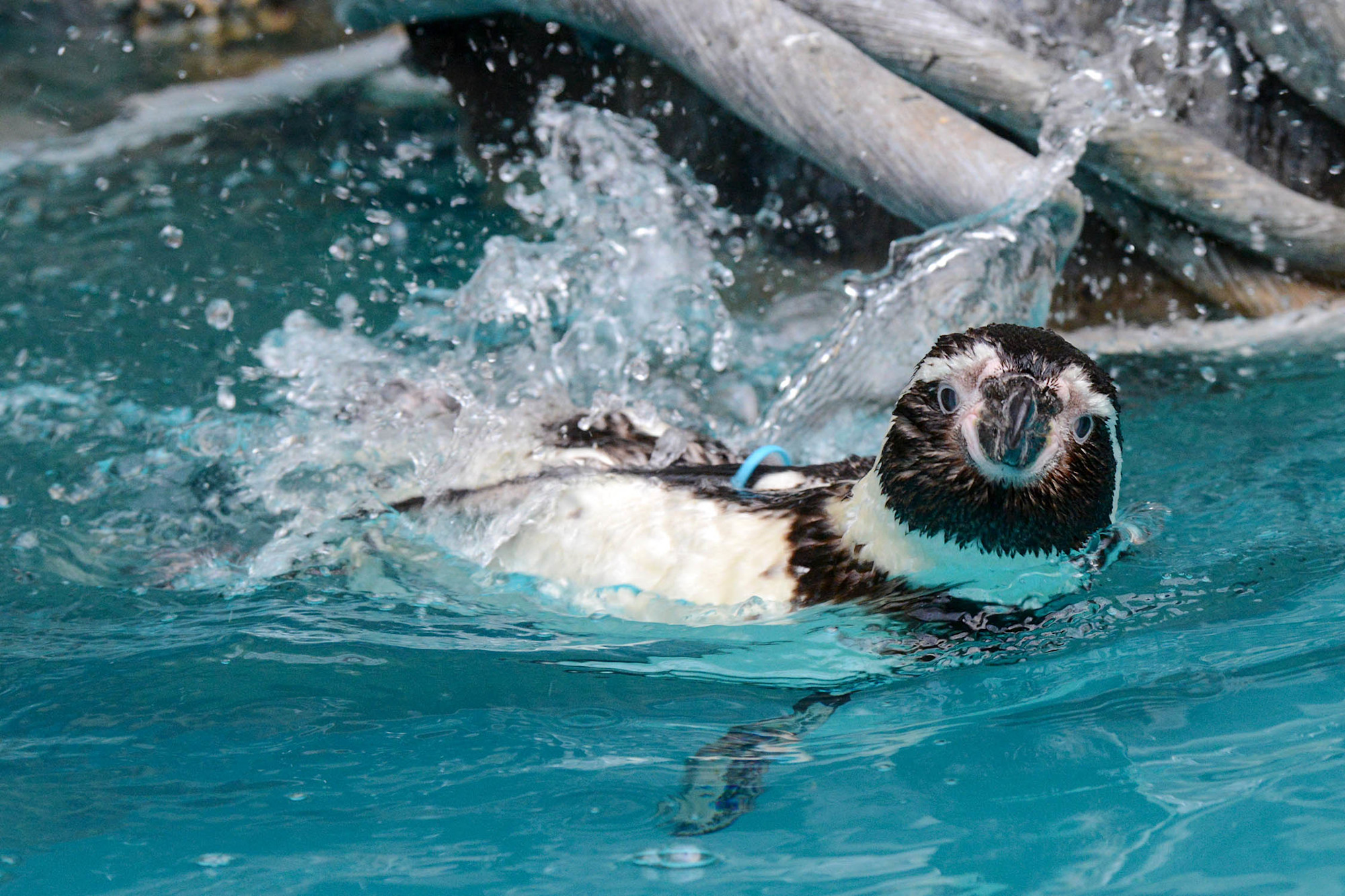 A Humboldt penguin swims through the water with a splash. 