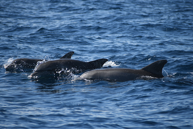 Three wild dolphins surface above blue waters in Sarasota Bay.