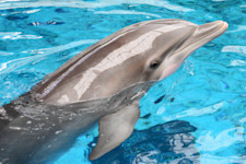 A bottlenose dolphin swims through blue water, its nose sticking out of the water. 
