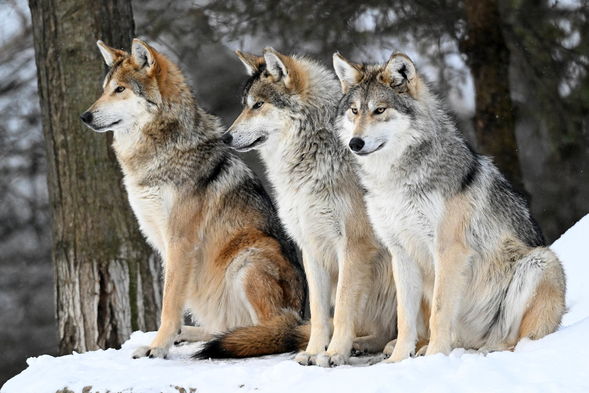 Three Mexican wolves sit in a line.