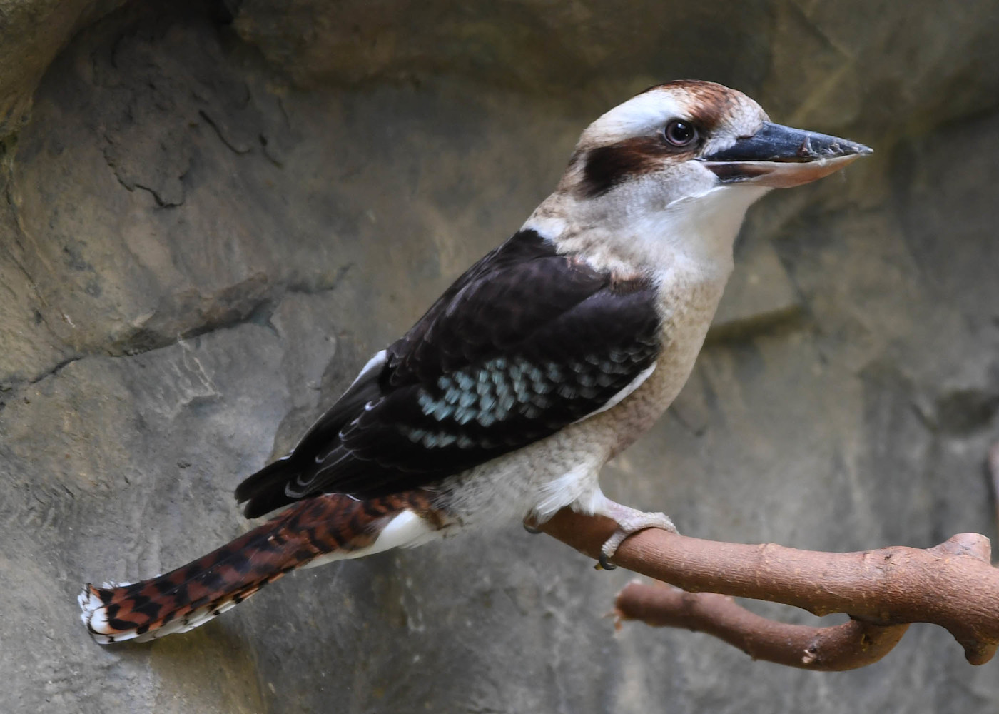 A laughing kookaburra perches on a tree branch, showing its sturdy body, brown and white plumage, and large bill, with blue patches visible on its wings.