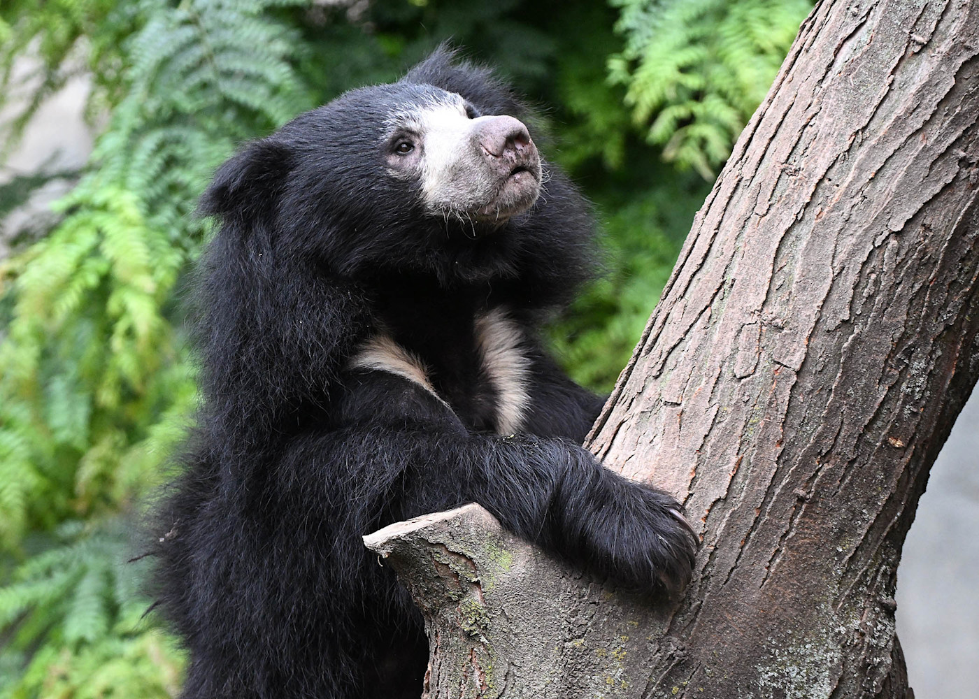 A Sloth bear climbs a tree, looking upward.