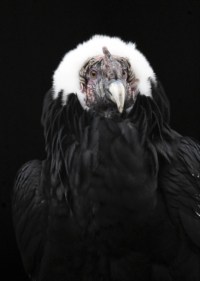 An Andean condor sits in front of black background, its white head feathers surrounding its wrinkled face.