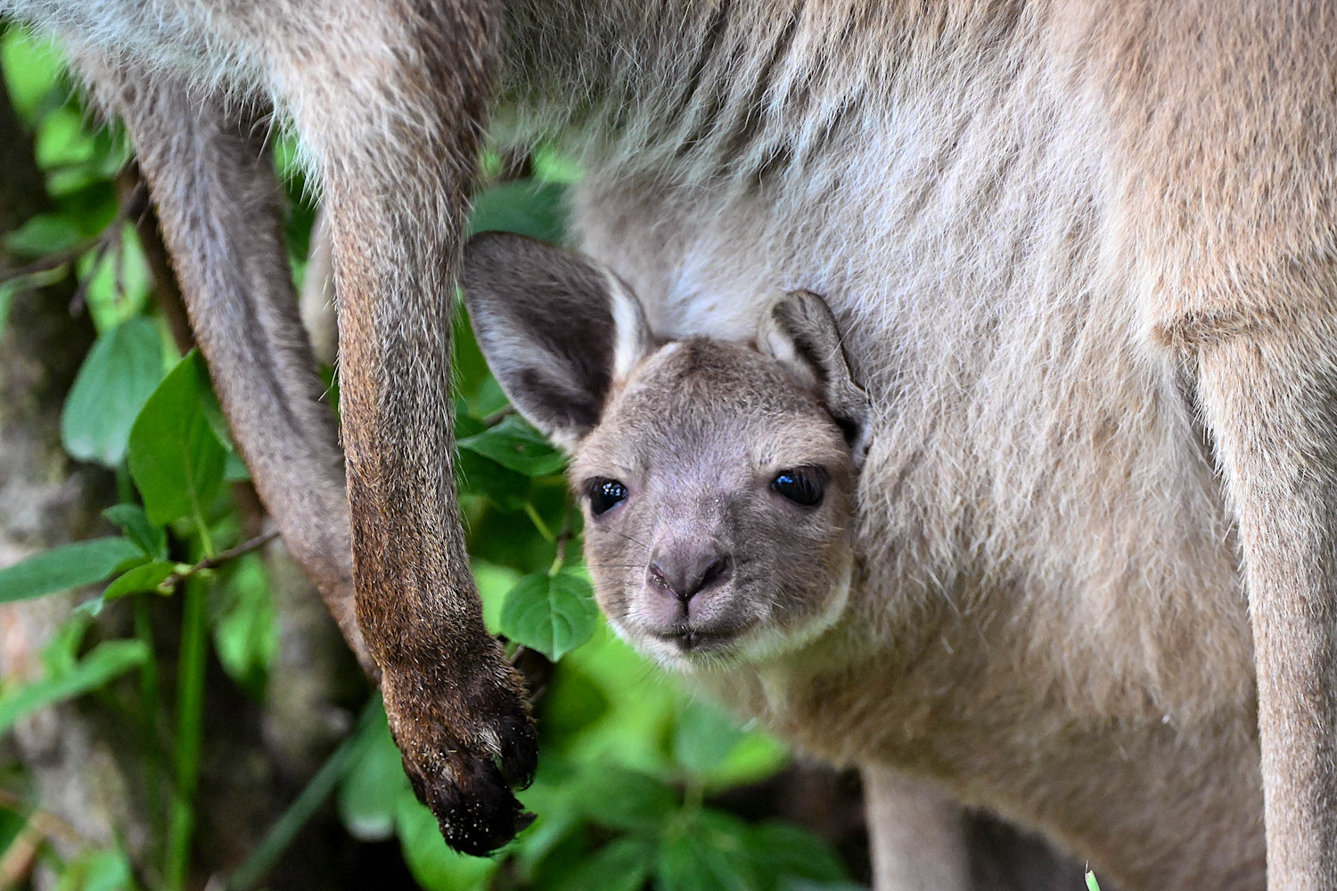 A photograph of a baby kangaroo, also known as a joey, peeking out from her mother's pouch
