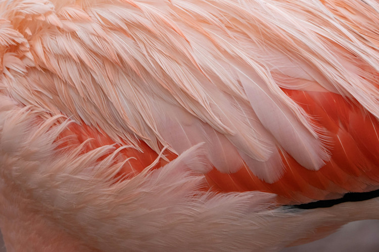 Flamingo Closeup