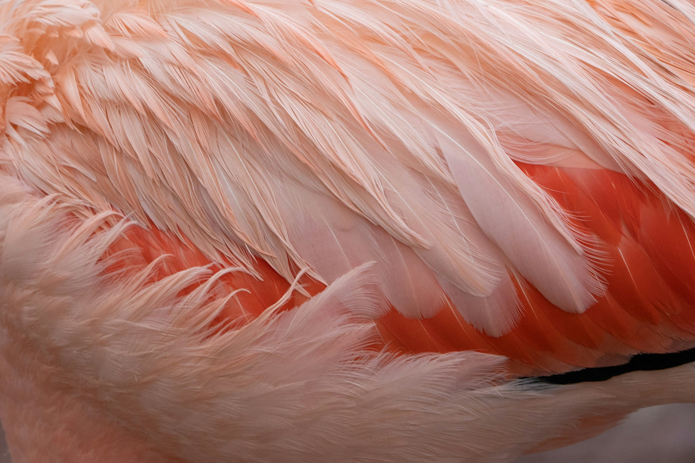 Flamingo Closeup
