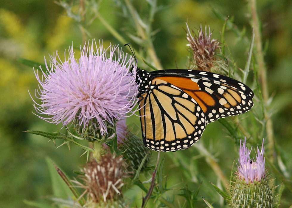 A monarch butterfly perches on a flower showing its distinctive orange, white, and black wings.