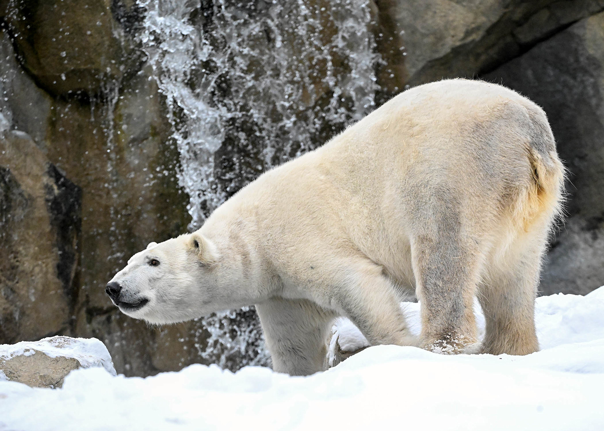A polar bear leans down in the snow next to a waterfall. 

