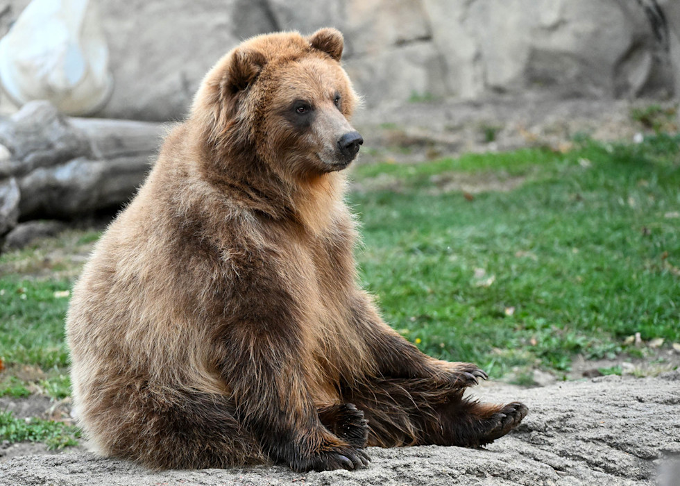 A female brown bear sits on the rocky ground. 
