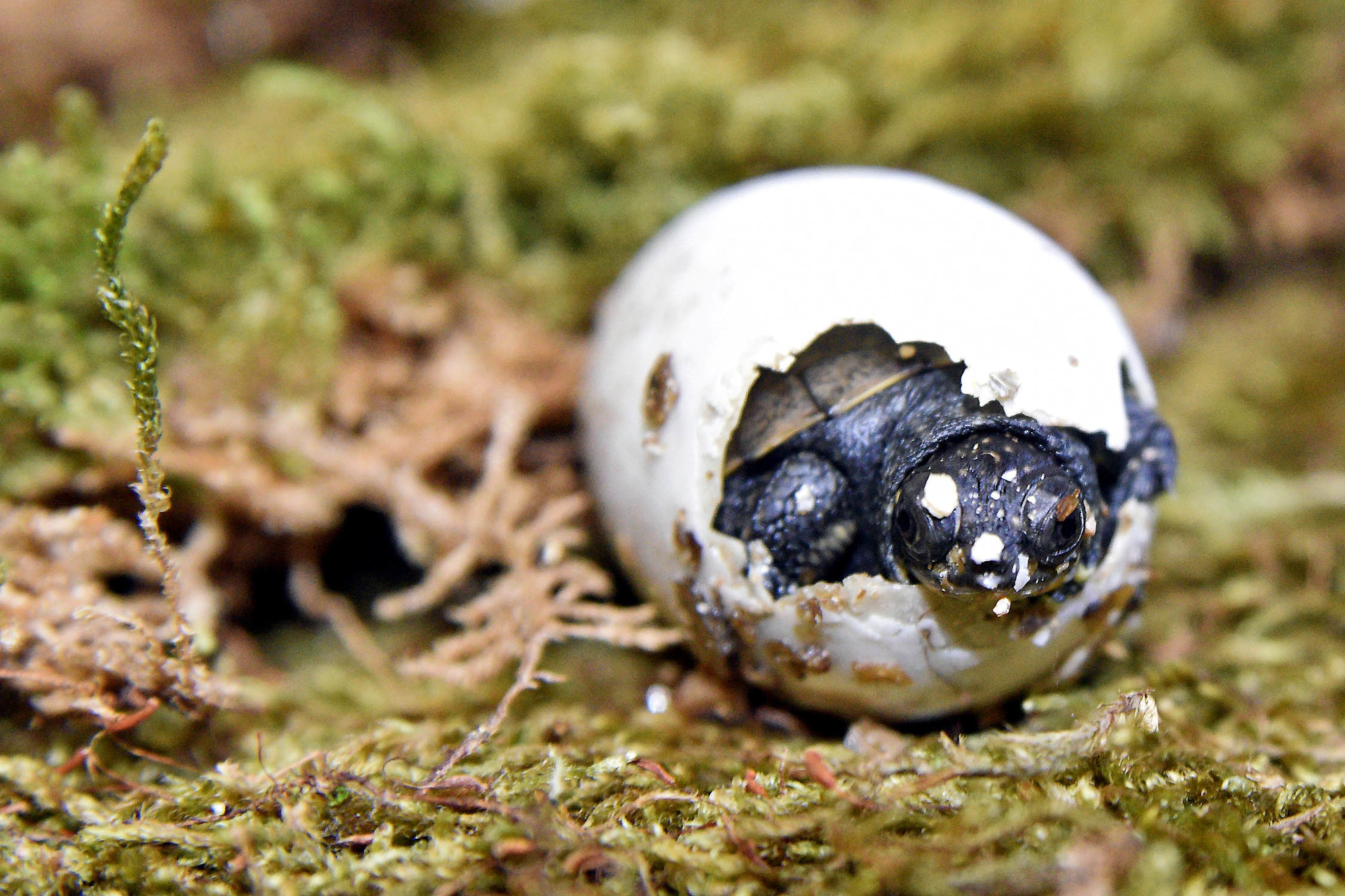 A Blanding's turtle hatchling looks out from its shell. 
