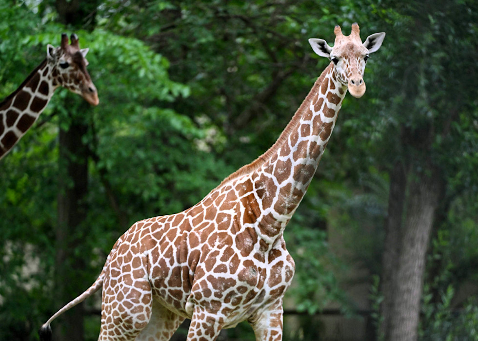 A reticulated giraffe walks along a leafy habitat, its neck outstretched in front. 