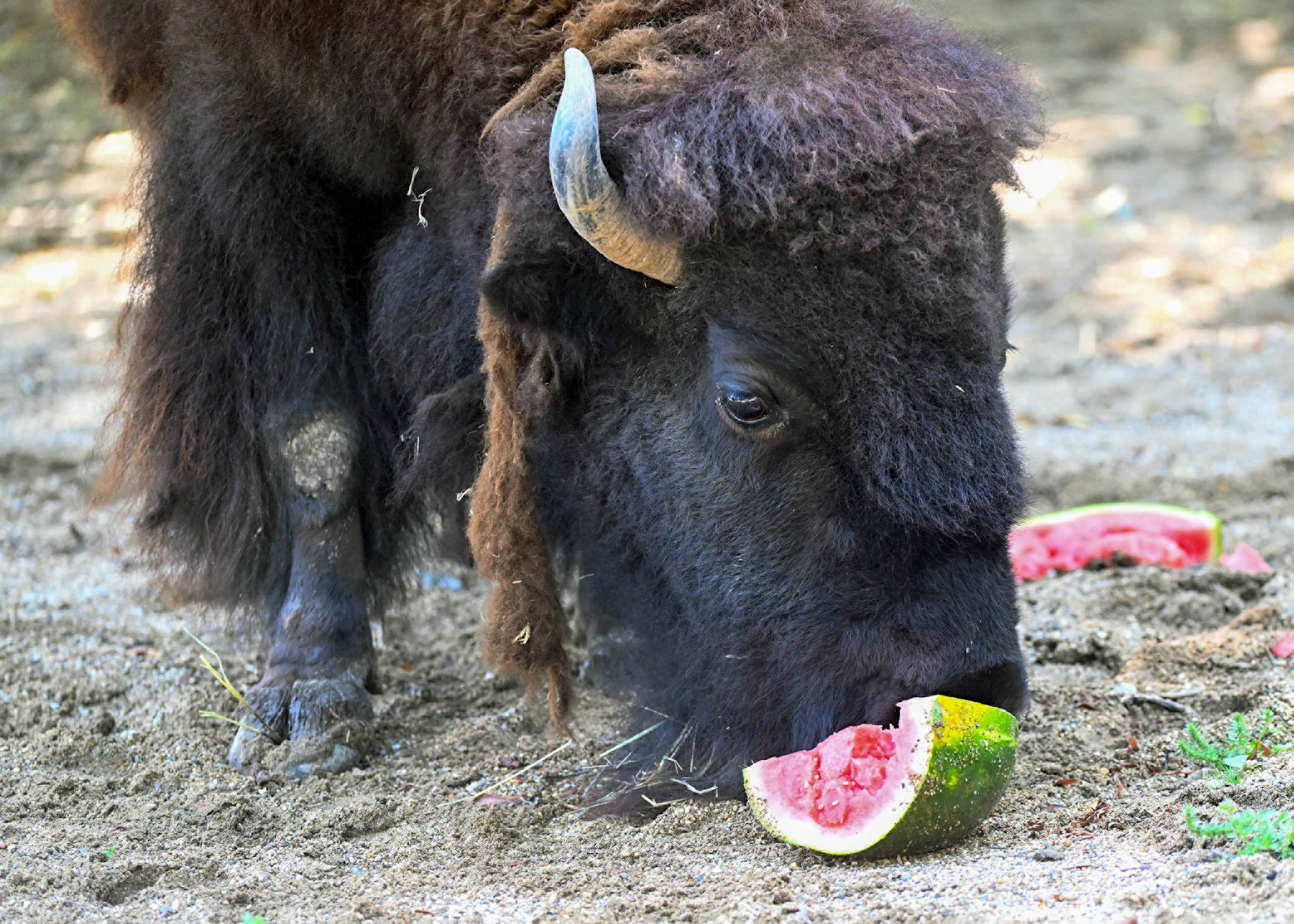 A bison eats a watermelon. 