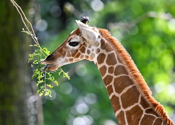 Giraffe