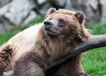 A female brown bear leans against a branch.