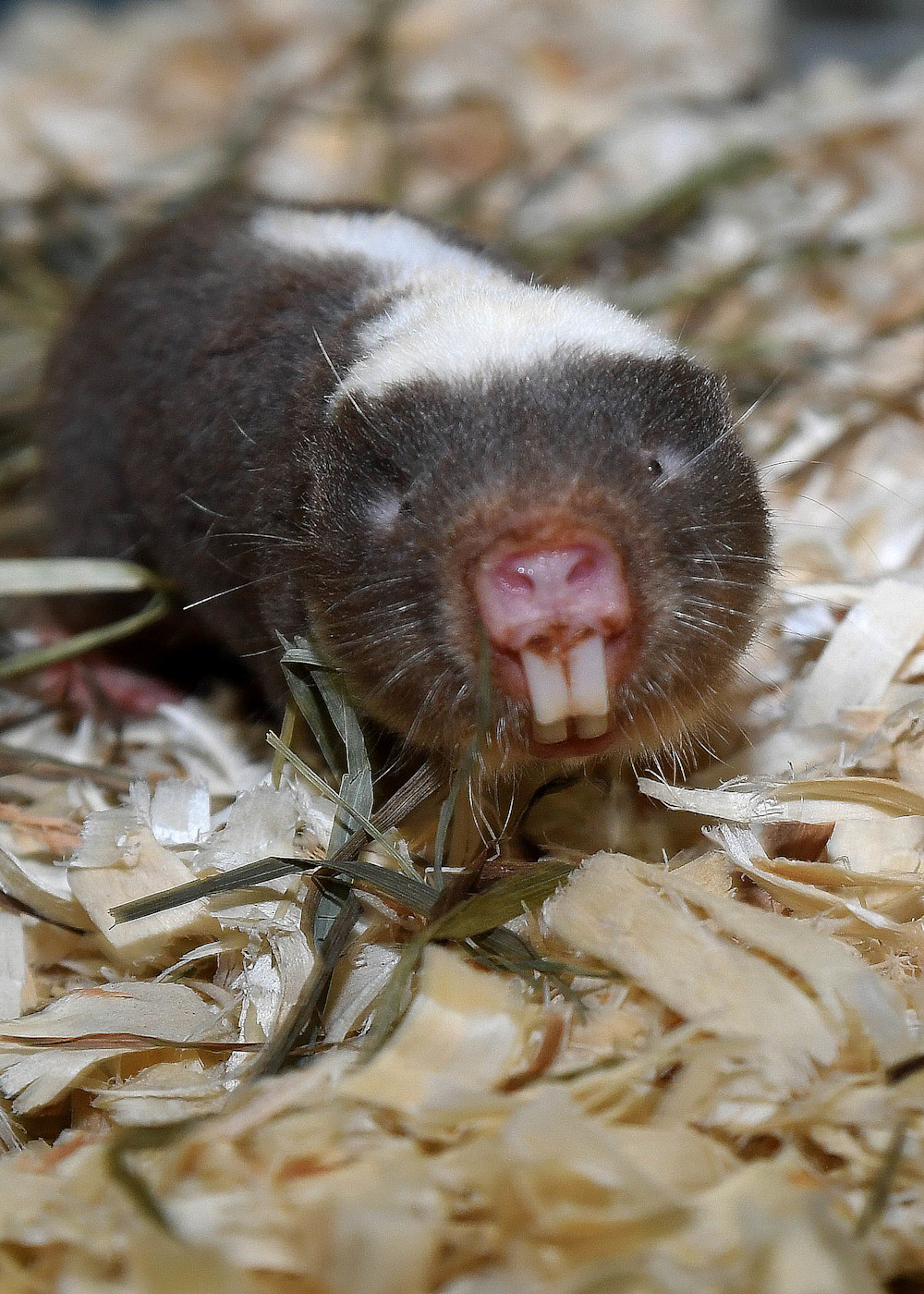 A Damaraland mole rat faces the camera, showing off it's large front teeth and small eyes. 