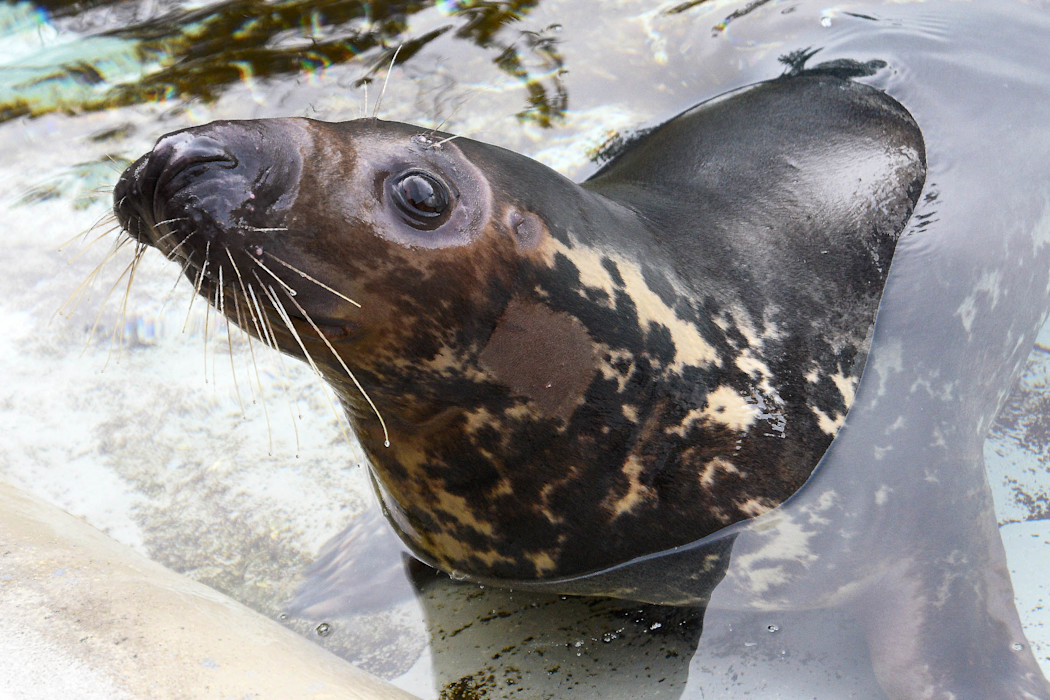 A grey seal resting half in the water, showing its mottled grey and brown coat, large dark eyes, and long whiskers.