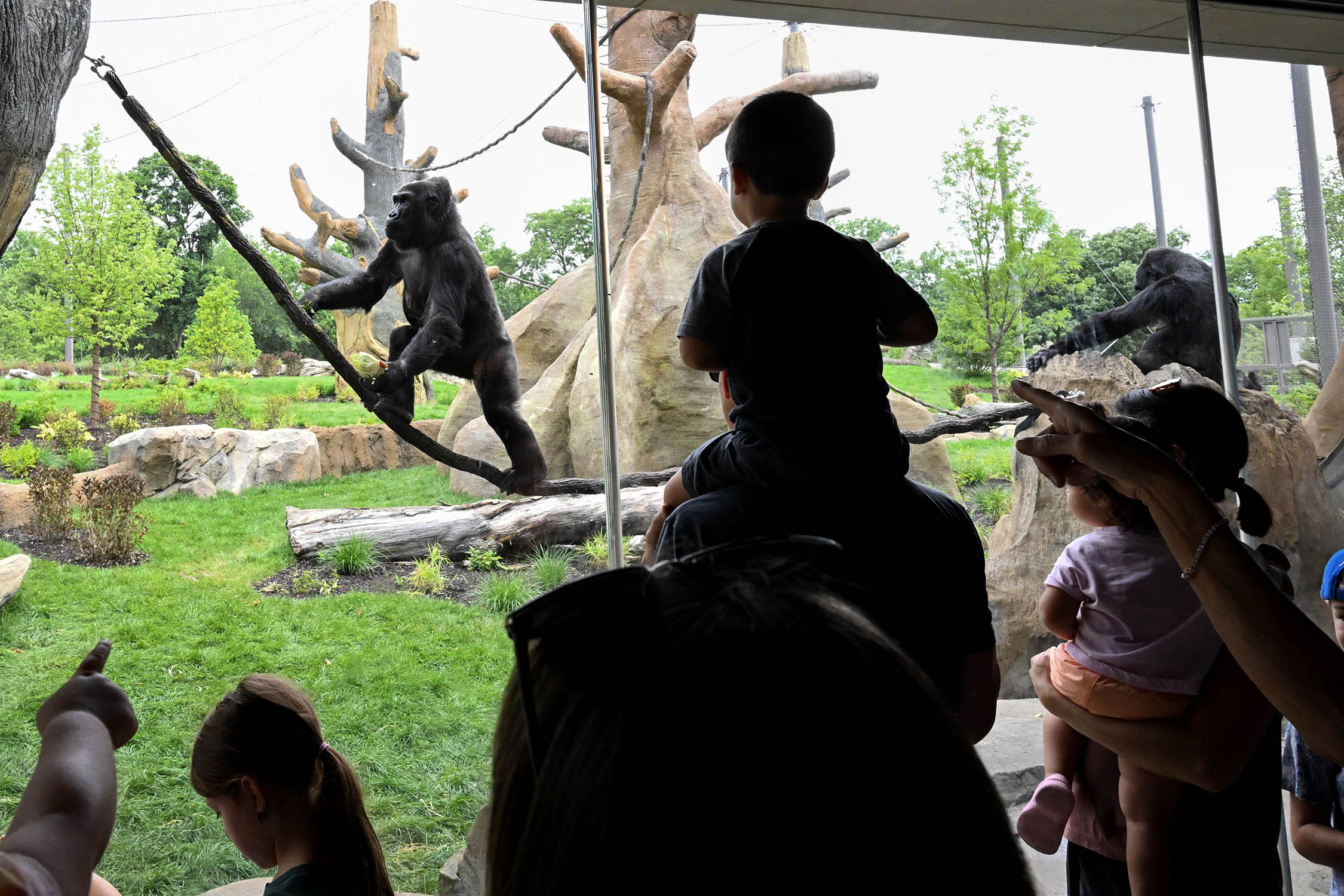 A child looks at a gorilla at the Bramsen Tropical Forests habitat.