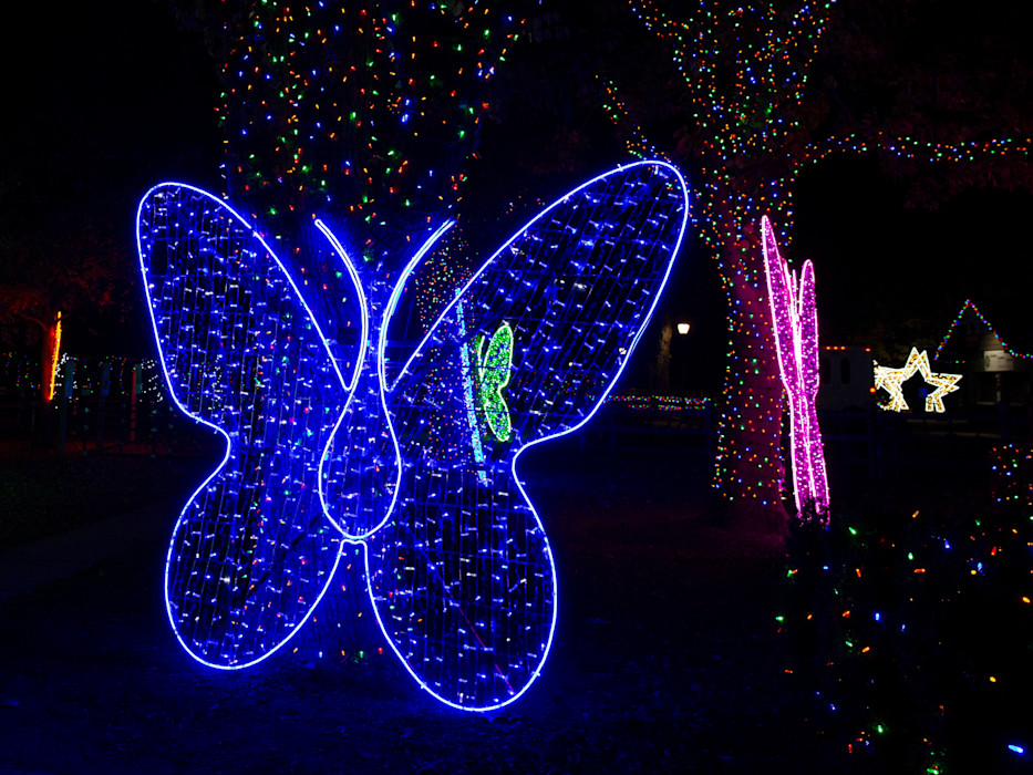 Butterflies made out of Christmas lights. 