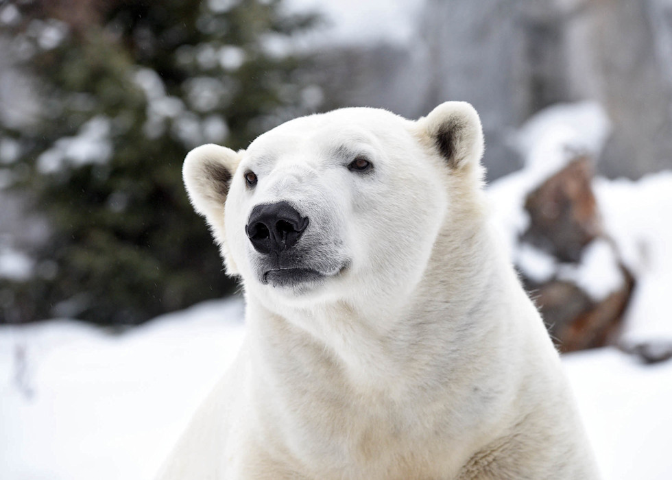 A polar bear's white fur blends in with the snow around him.