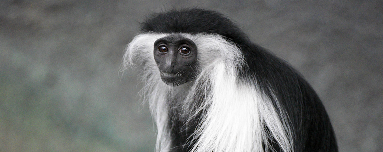 Colobus