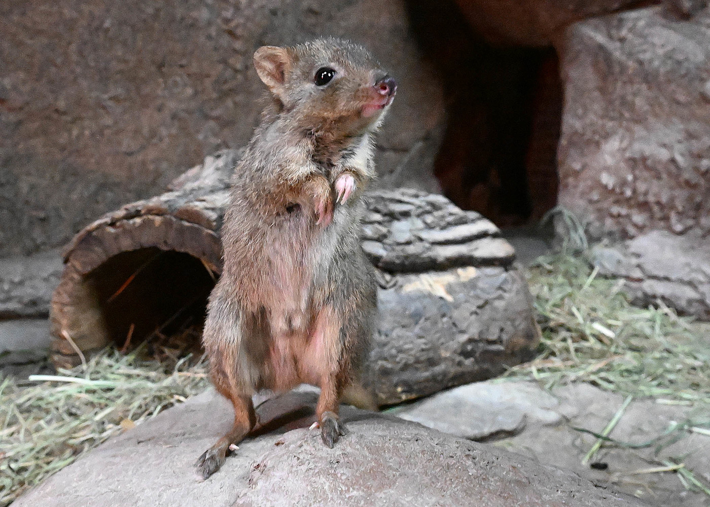 A brush-tailed bettong with grayish-brown fur stands on the ground, surrounded by dry leaves and grass.