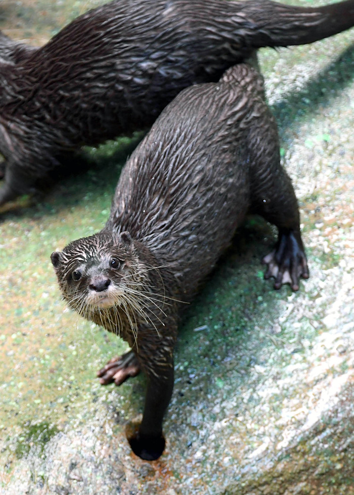 An Asian small-clawed otter standing on a rock near the water, showing its sleek brown fur, pale face and throat, small rounded ears, and partially webbed paws with short claws.