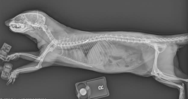 welfare-zard-x-ray-dwarf mongoose