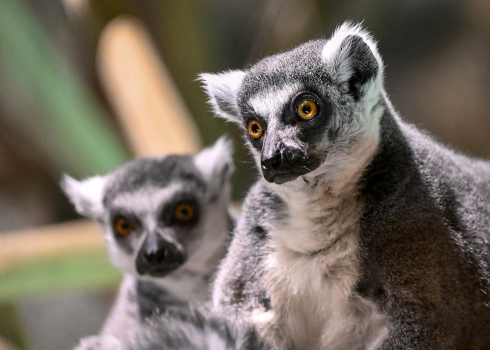 Two Ring-tailed lemurs sit side by side, their large amber eyes wide open. 