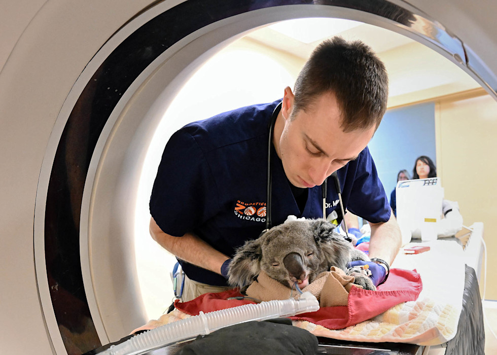 Dr. David Minich, a veterinarian at Brookfield Zoo Chicago, examines a koala.