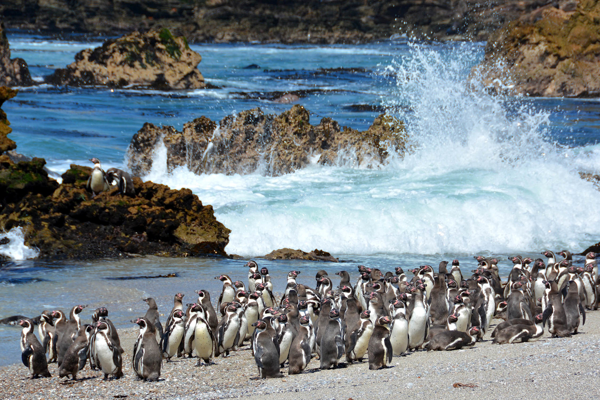 An image of multiple penguins on the coast of the ocean.