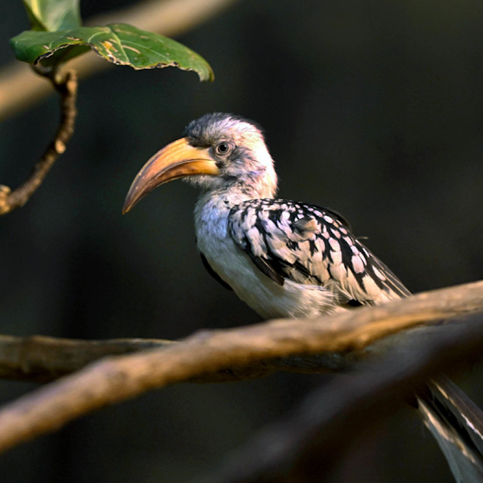A red-billed hornbill perched on a branch, showing its long, curved red bill, pale gray head, white underparts, and black-and-white spotted wings.