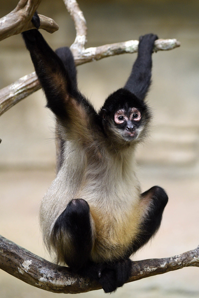 A small Black-handed spider monkey hangs from a tree showing its black arms and legs.