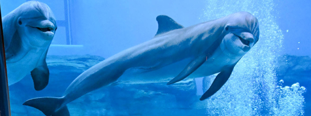 A dolphin swims at Brookfield Zoo Chicago