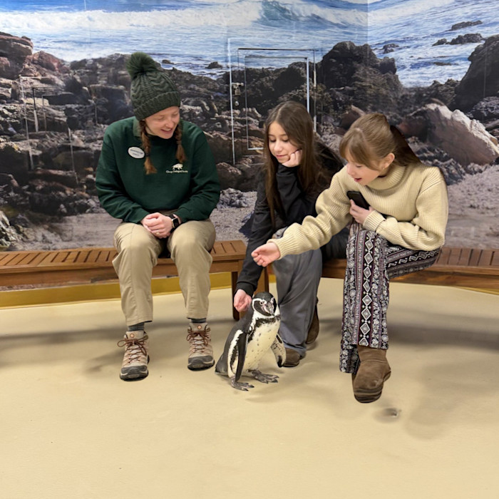 Two students interact with a Humboldt penguin. 