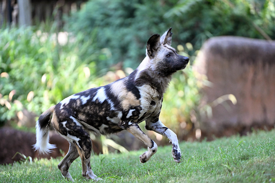 An African painted dog runs through the grass, showing its mottled coat of black, brown, white, and tan. 