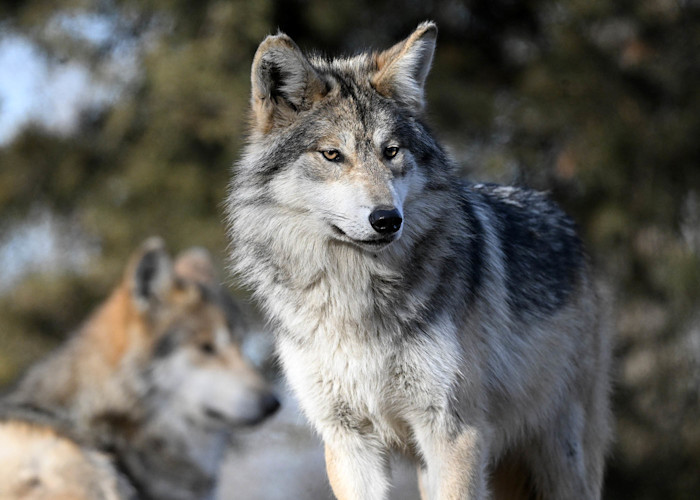 A Mexican wolf stands staring at the distance with another wolf in the background. 