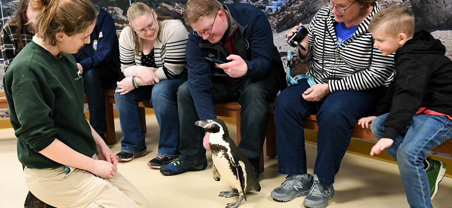 Penguin Encounters at Brookfield Zoo Chicago