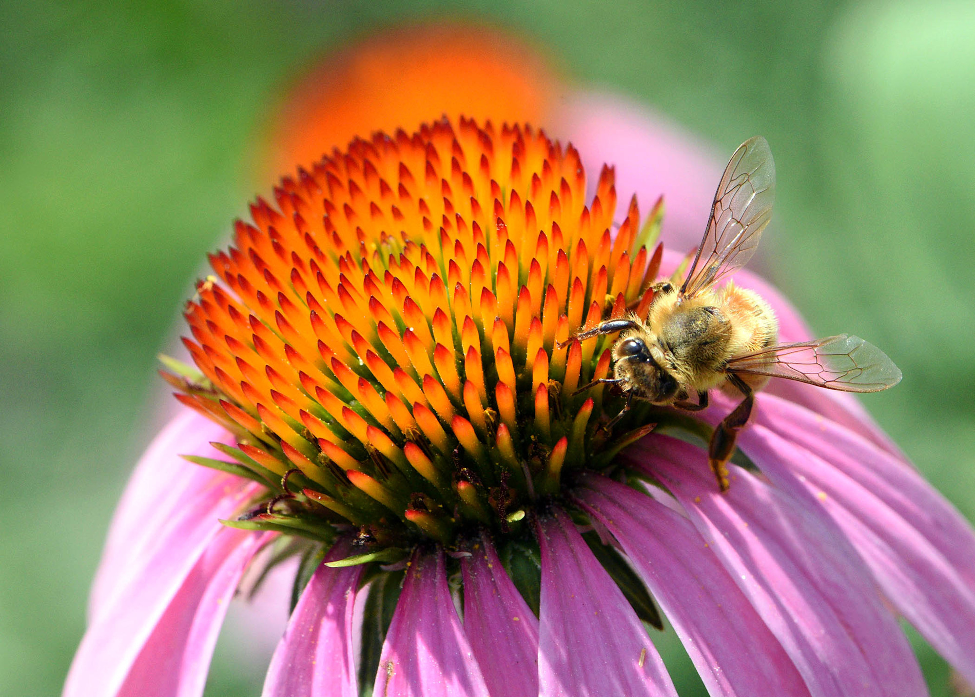 A honey bee sits on a purple and orange flower. 
