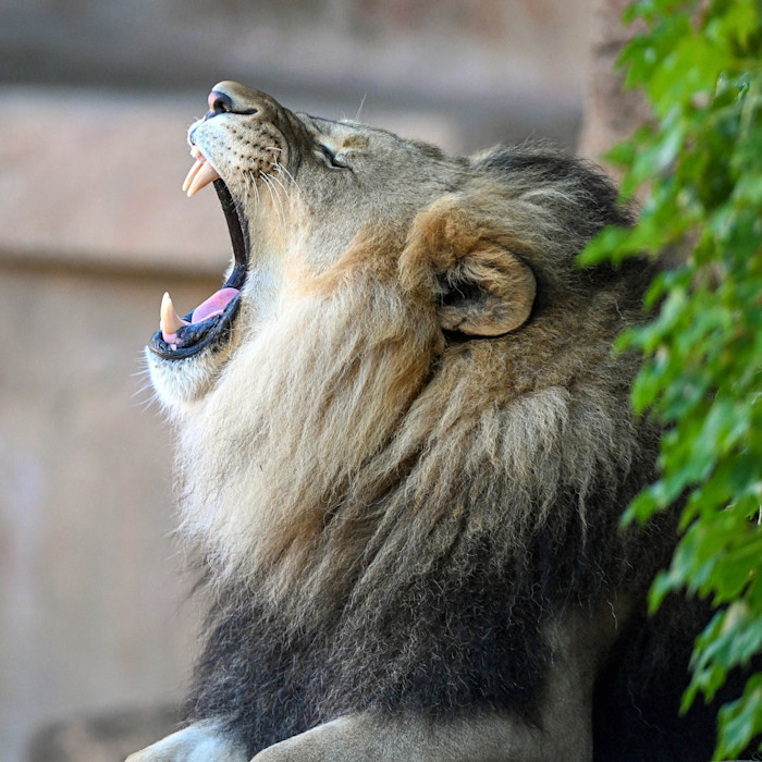 An African lion opens his mouth wide in a yawn.