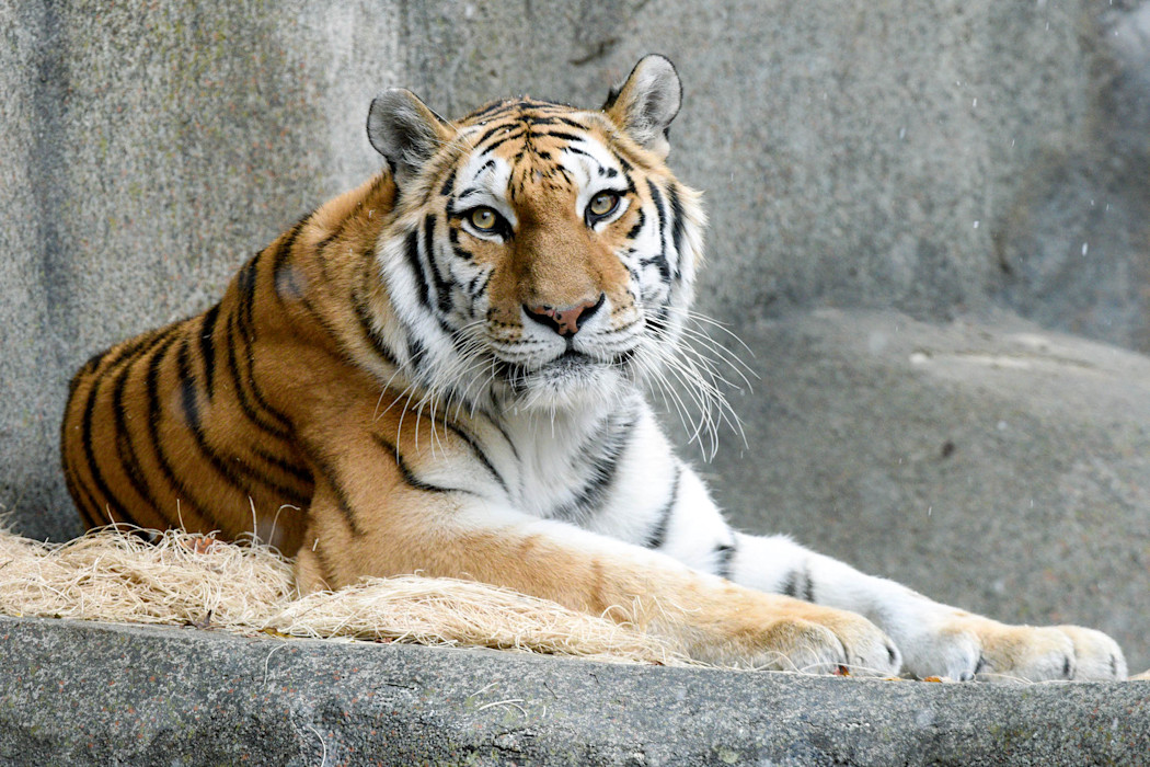 A large Amur tiger lays in a stony habitat with its distinctive orange and black striped fur.