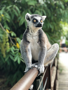 Lemur